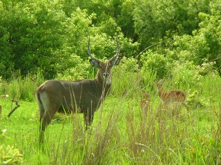 Deer